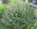بید سرخ